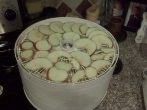 Apples arranged on a shelf of my dehydrator